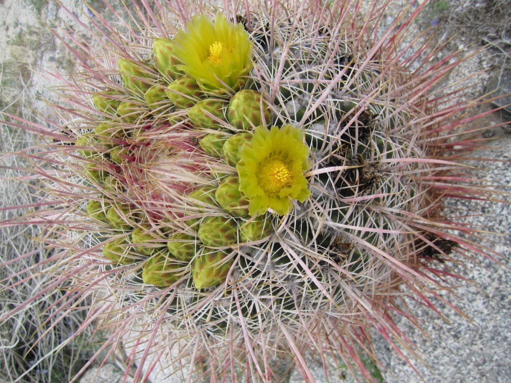 The desert smells like rain. Photograph by Rebecca Lawton.